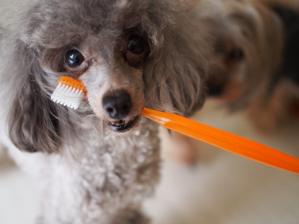 犬の歯磨きを簡単に出来る方法とコツ！【どうしても歯磨きができない子にはこれ‼】